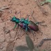 Festive Tiger Beetle - Photo (c) Matthew O'Donnell, some rights reserved (CC BY-NC-SA)