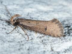 Acrolophus mortipennella