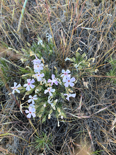 Phlox longifolia, photograph 2