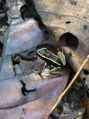 Phyllobates lugubris
