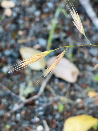 iNaturalist observation photo of California brome
