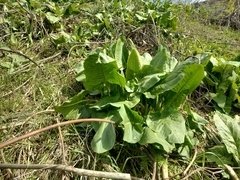 Rumex thianschanicus