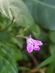 Rhinacanthus gracilis latilabiatus