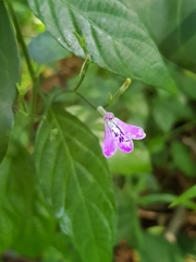 Rhinacanthus gracilis latilabiatus