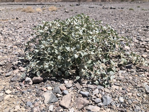Tidestromia suffruticosa, photograph 5