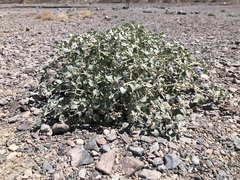 Tidestromia suffruticosa, photograph (c) jonsense, some rights reserved (CC BY)