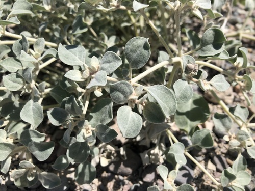 Tidestromia suffruticosa, photograph 4