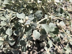 Tidestromia suffruticosa, photograph (c) jonsense, some rights reserved (CC BY)