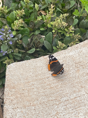 American Red Admiral