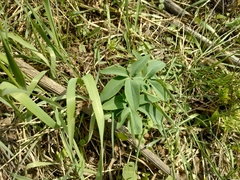 Gymnospermium altaicum