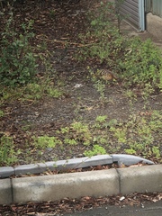 Bambusicola thoracicus