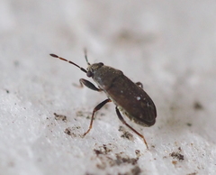 Stygnocoris fuligineus