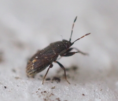 Stygnocoris fuligineus
