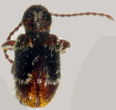 Ptinus medioglaber