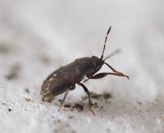 Stygnocoris fuligineus