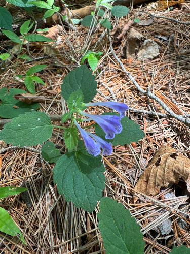 Scutellaria pekinensis iNat (3)