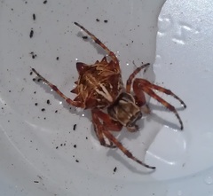 Acanthepeira