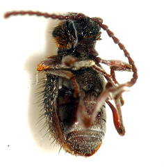 Ptinus medioglaber