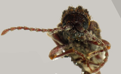 Ptinus medioglaber