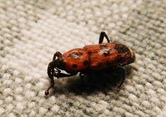 Rhodobaenus quinquepunctatus