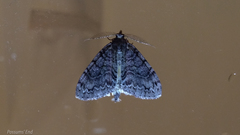 Pseudocoremia suavis