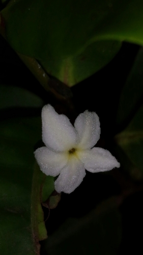 Mascarenhasia arborescens image