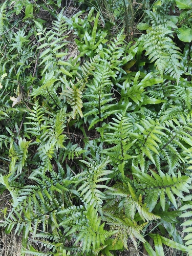 Asplenium lyallii, photograph 6