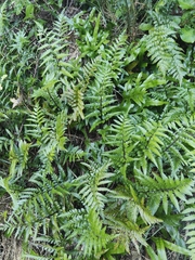 Asplenium lyallii, photograph (c) John Barkla, some rights reserved (CC BY)