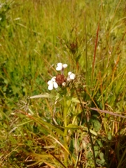Triphysaria versicolor
