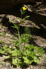 Ranunculus neapolitanus