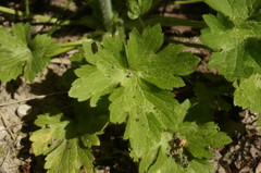 Ranunculus neapolitanus