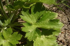 Ranunculus neapolitanus