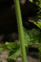 Ranunculus neapolitanus