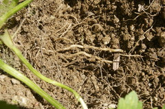 Ranunculus neapolitanus