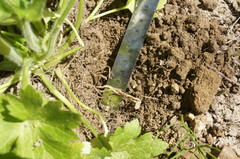 Ranunculus neapolitanus