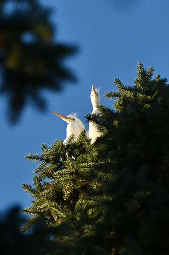 Grande Aigrette, jeune