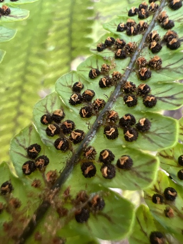 Dryopteris fuscoatra observed 2026-06-07