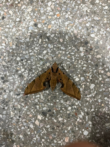 Streaked Sphinx