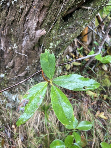 Wikstroemia oahuensis observed 2026-06-08
