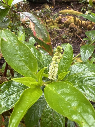 Phytolacca, 2026-06-08