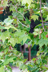 Turdus merula
