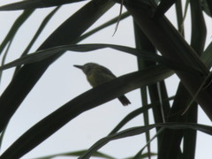 Todirostrum maculatum