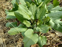 Solenanthus circinnatus