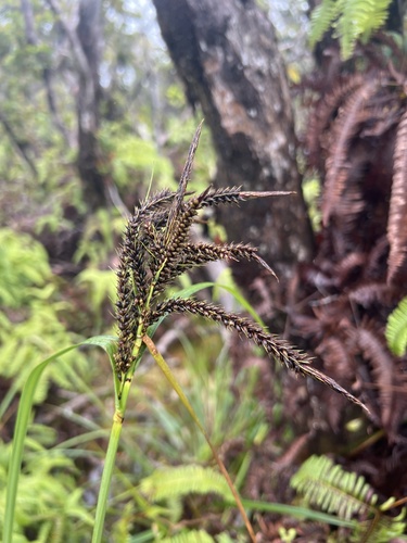 Carex alligata, 2026-06-08