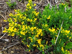 Cytisus procumbens