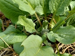 Solenanthus circinnatus