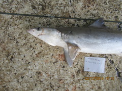 Rhizoprionodon oligolinx