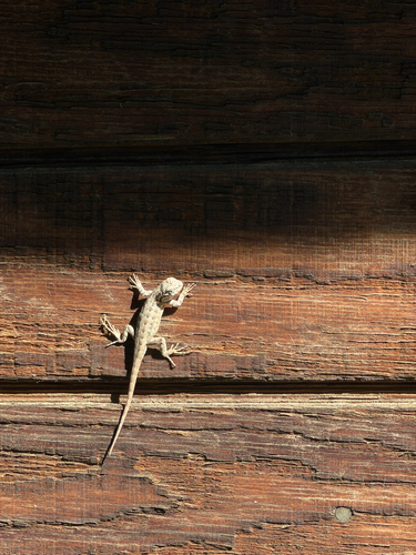 iNaturalist observation photo of Southern Sagebrush Lizard