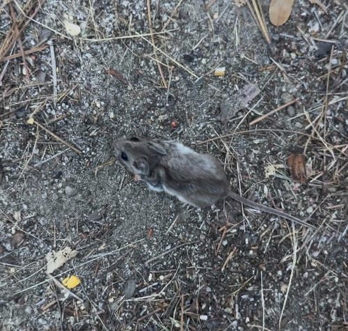 iNaturalist observation photo of North American Deer Mice