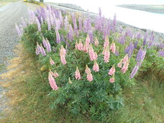 Lupinus × regalis